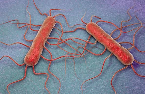 Understanding Listeria: What You Need to Know Listeria